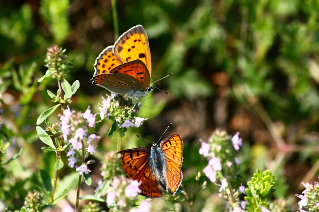 Lycaena alciphron